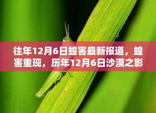 历年12月6日蝗害重现,沙漠迁徙与全球影响关注报道