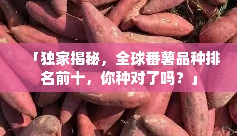 「独家揭秘,全球番薯品种排名前十,你种对了吗?」